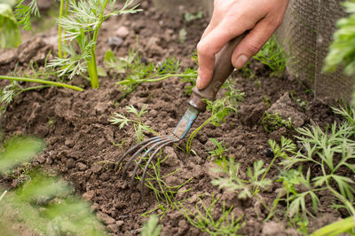 Work in the garden. weed the grass with a tool