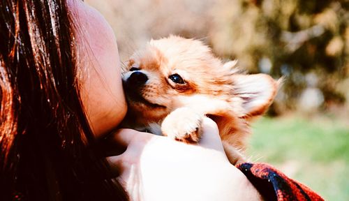 Close-up of dog