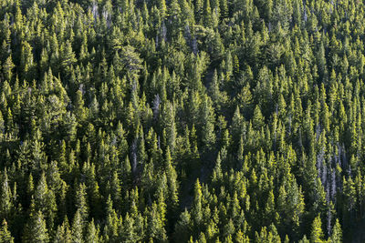 Dense forest of evergreen trees in the colorado rockies,america.