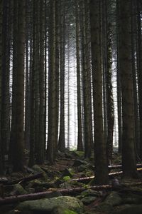 Trees in forest