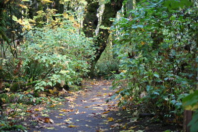 Narrow walkway along plants in forest