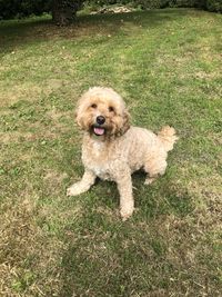 Dog on grassy field