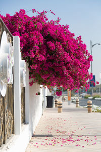 Close-up of pink flowering plant against building