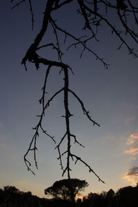 Low angle view of silhouette bare tree against sky