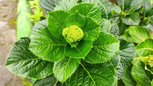 Close-up of fresh green plant