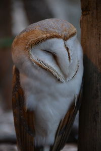 Close-up of owl