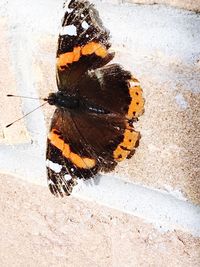 Close-up of butterfly on leaf