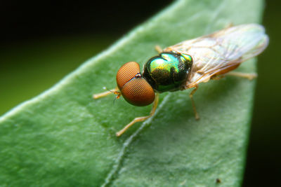 Close-up of fly on leaf