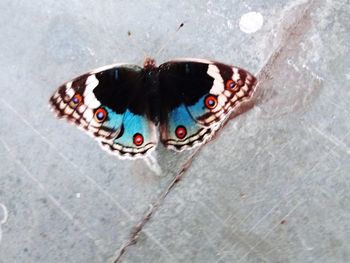 Close-up of butterfly on water