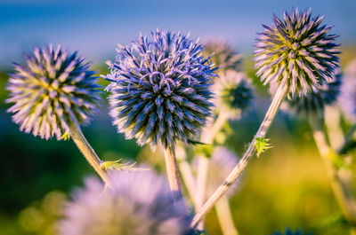 Close-up of thistle blooming outdoors