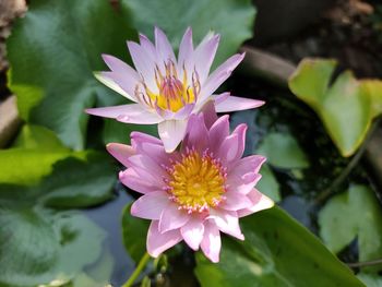 Close-up of lotus water lily in pond