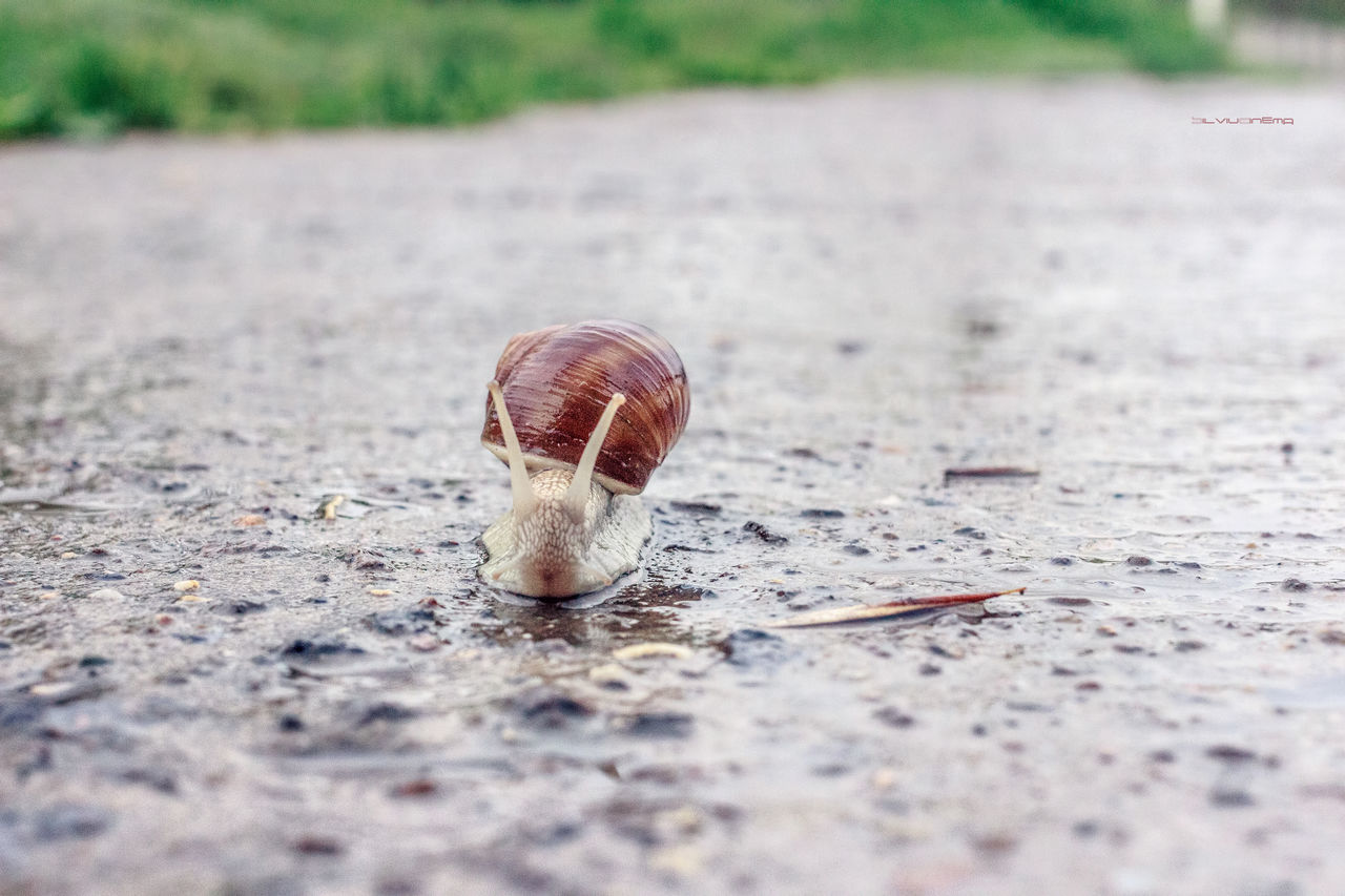 CLOSE-UP OF SNAIL