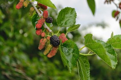 Close-up of mulberries growing on tree