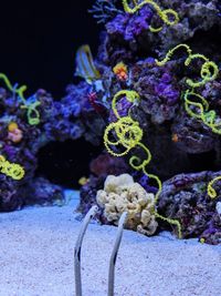 Close-up of coral in sea