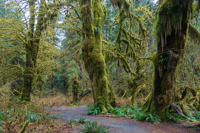 Trees in forest