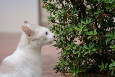 Cat looking away