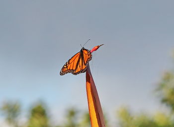 Close-up of dragonfly on plant against sky