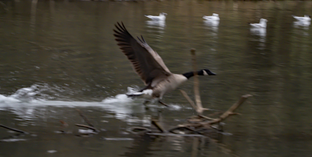 FLOCK OF BIRDS IN LAKE