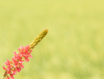 Close-up of flower against blurred background