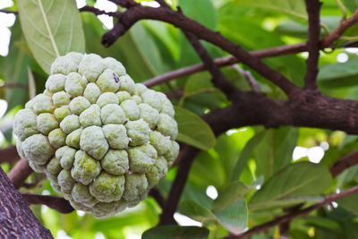 Close-up of berries growing on tree