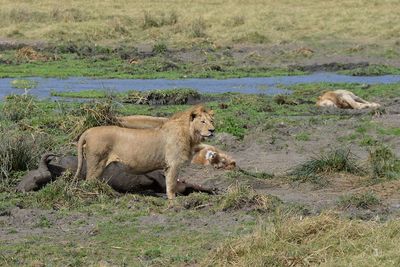 Lions with a kill