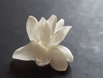 Close-up of white flower on table