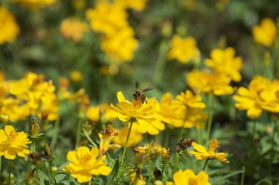Bee pollinating on yellow flower