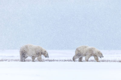 Polar bears walking on field during snowfall