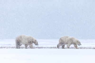 View of sheep on snow covered land