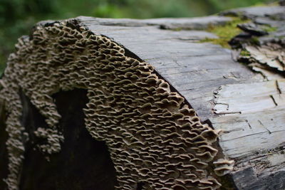 Close-up of moss on tree trunk