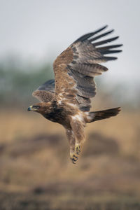 Tawny eagle