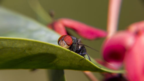 Close-up of insect on plant