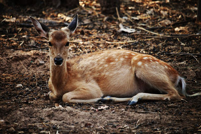 Portrait of deer relaxing on land