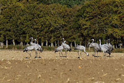 View of birds on field