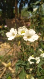 Close-up of white flowers blooming outdoors