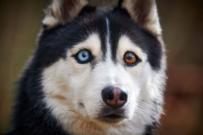 Close-up portrait of dog