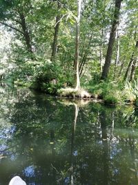 Scenic view of lake in forest