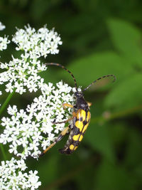 Close-up of butterfly pollinating on flower