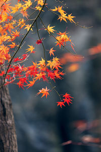 Close-up of autumnal leaves on tree trunk