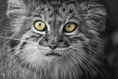 Close-up portrait of a cat