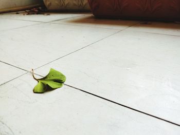 High angle view of leaf on floor