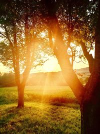 Sun shining through trees in forest