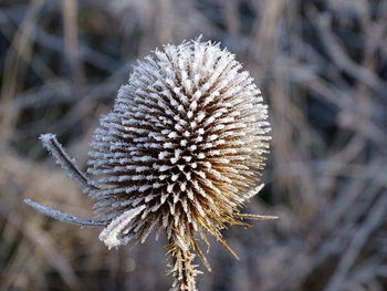 Close-up of dry flower plant