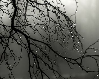 Close-up of water drops on bare tree