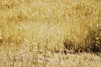 Full frame shot of wheat field