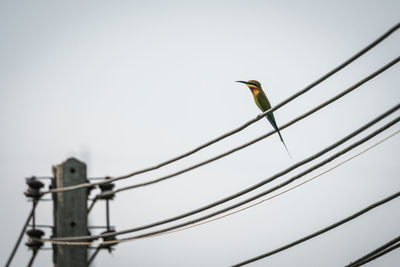Low angle view of bird perching on cable against sky