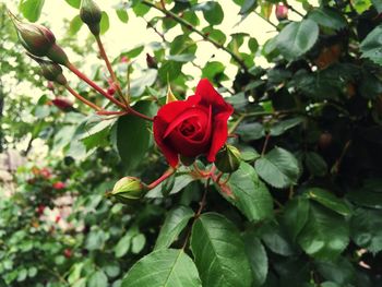 Close-up of red rose