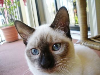 Close-up portrait of cat