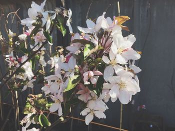 Close-up of white flowers