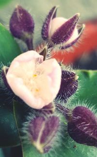 Close-up of flowers against blurred background